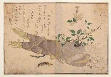 ハサミムシとモルクリケット、1788年（木版）